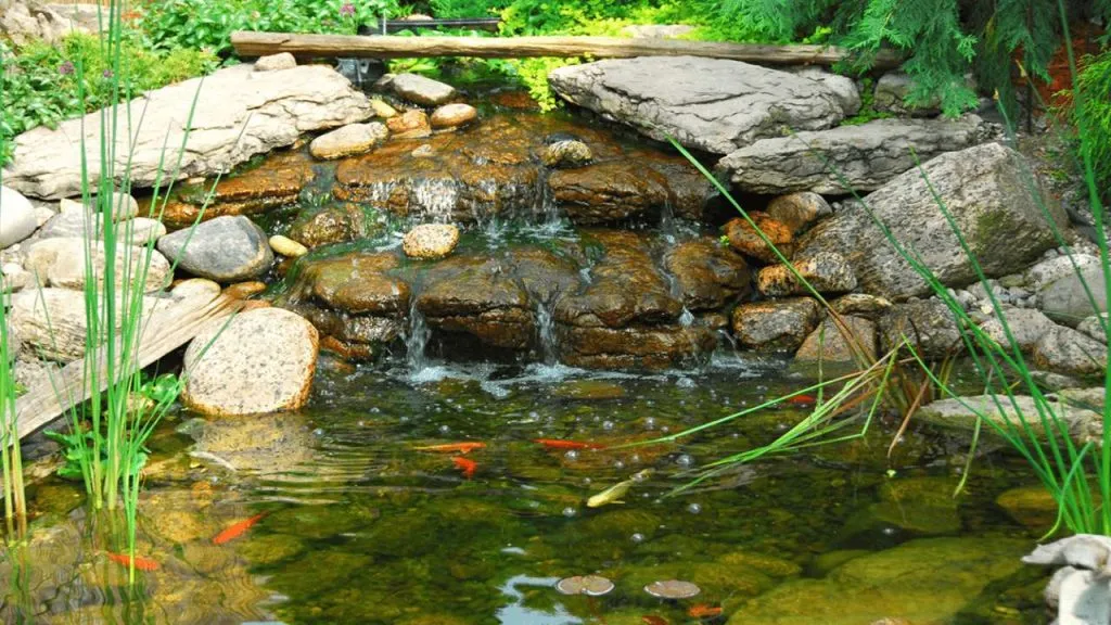 balanced pond ecosystem