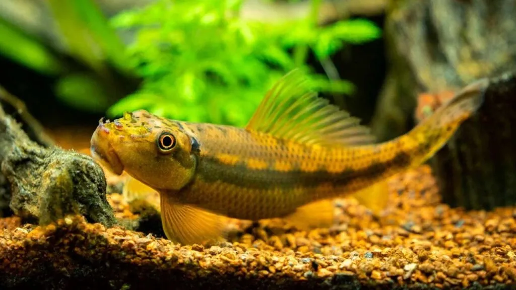 fish
