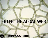 click to view the contents of the 
 algal web