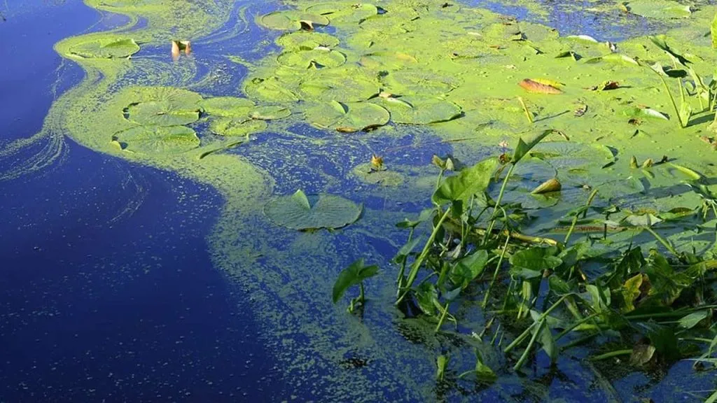 algae