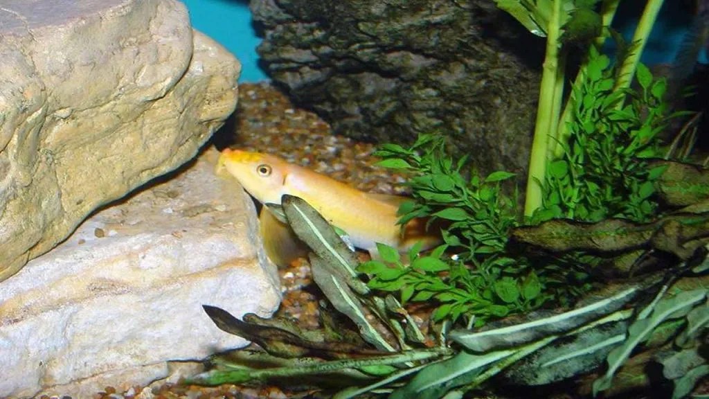 Factors to Consider When Choosing Algae Eaters
