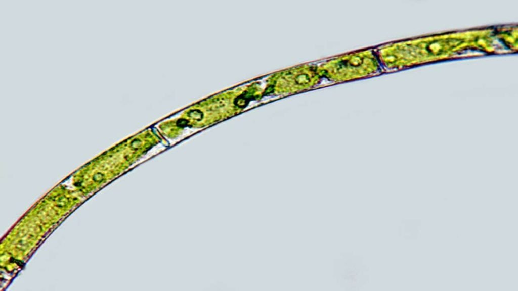 Morphological Features in Species Identification
