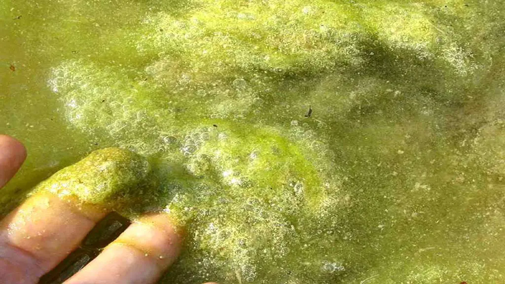 Light Conditions and Photosynthesis