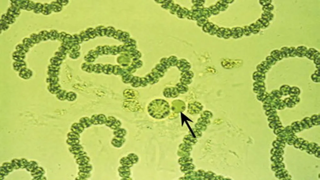 The Biological Glue Cytoplasmic Bridges and Extracellular Matrix (ECM) Expansion