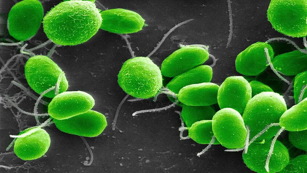 Model Organisms of the Unicellular World: Chlamydomonas and Closterium