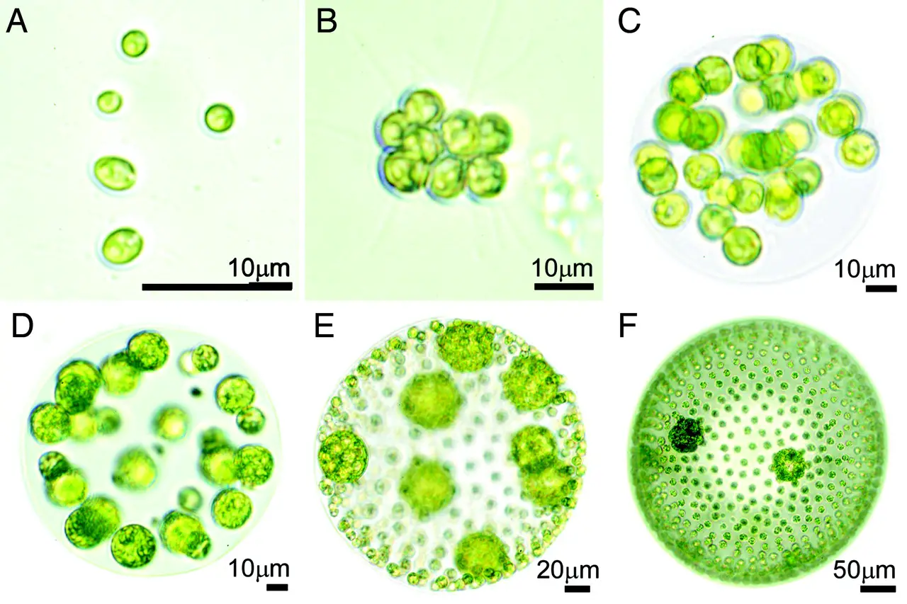 Planktonic Unicellular and Colonial algae