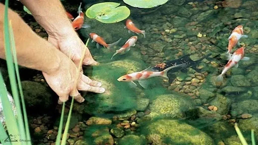 Biological Management with Critters