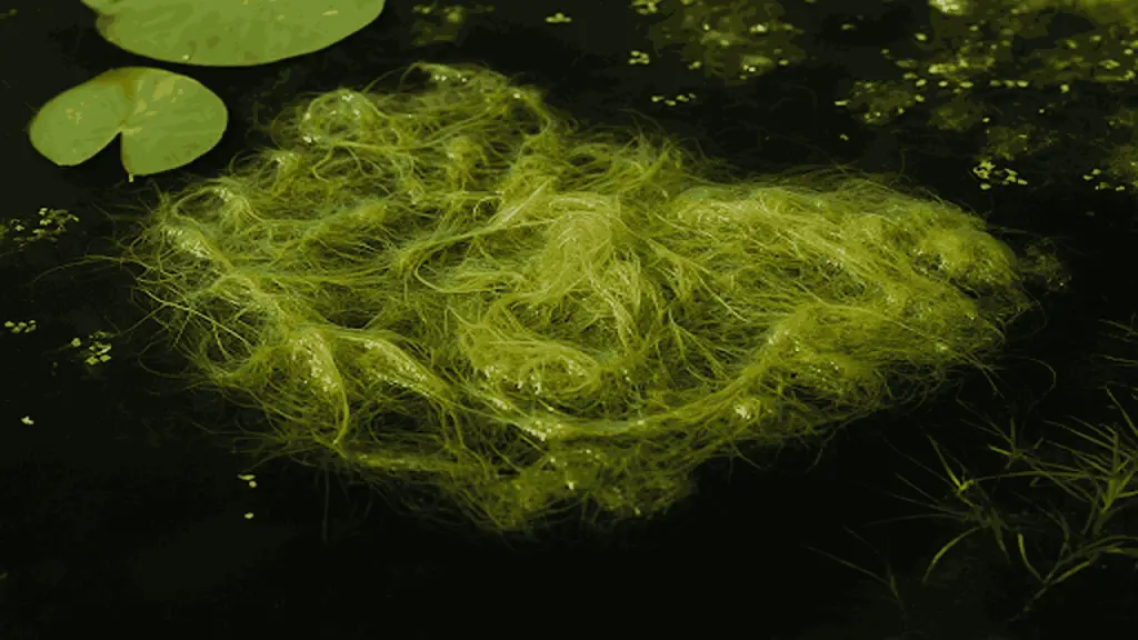 Filamentous Algae 