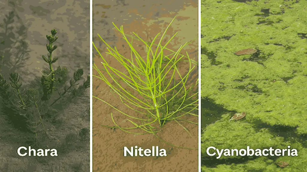 Chara, Nitella, and Cyanobacteria