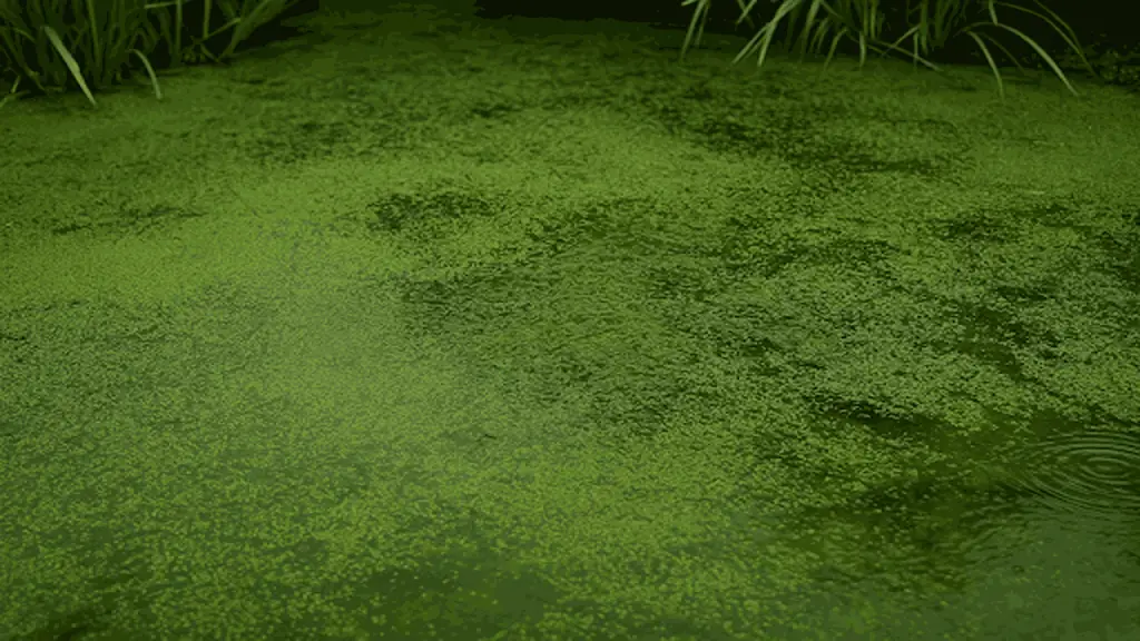 Planktonic Algae 