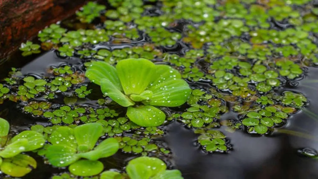 Floating Aquatic Plants