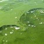 How to Remove Green Algae in Pond