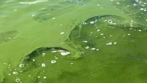 How to Remove Green Algae in Pond
