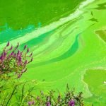 How to Get Rid of Algae in A Large Pond
