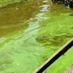 How to Get Rid of Algae in Ponds Naturally