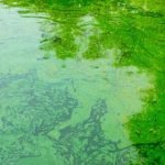 6 Effective Ways of Pond Algae Control
