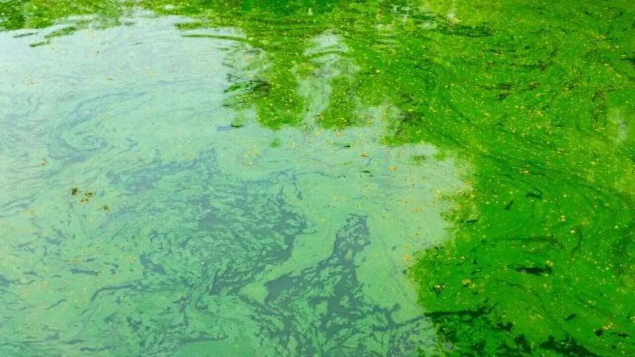 How to Get Rid of Algae in A Large Pond