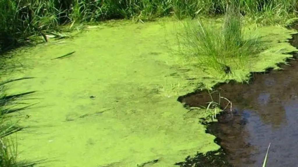 algae in pond