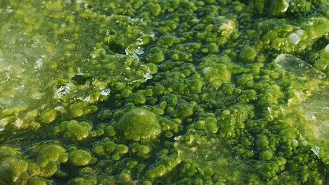 How to Get Rid of Pond Algae Without Killing Fish