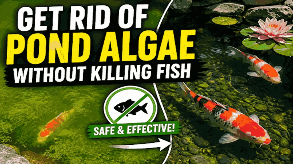 algae in pond