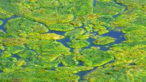 Algae Eating Fish For Ponds