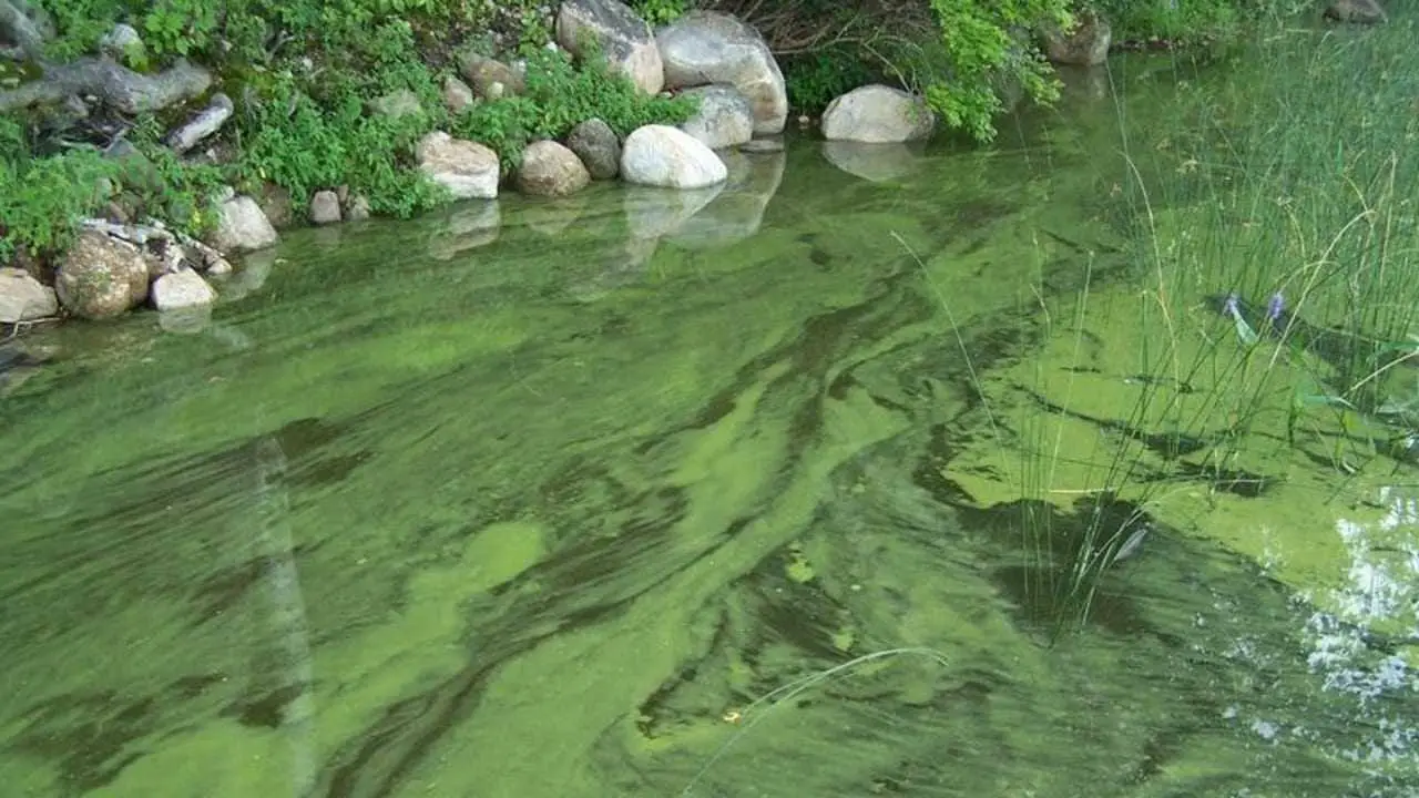 Home Remedy For Pond Algae