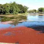 Red Algae in Pond