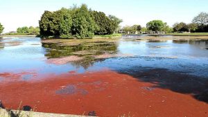 Red Algae in Pond