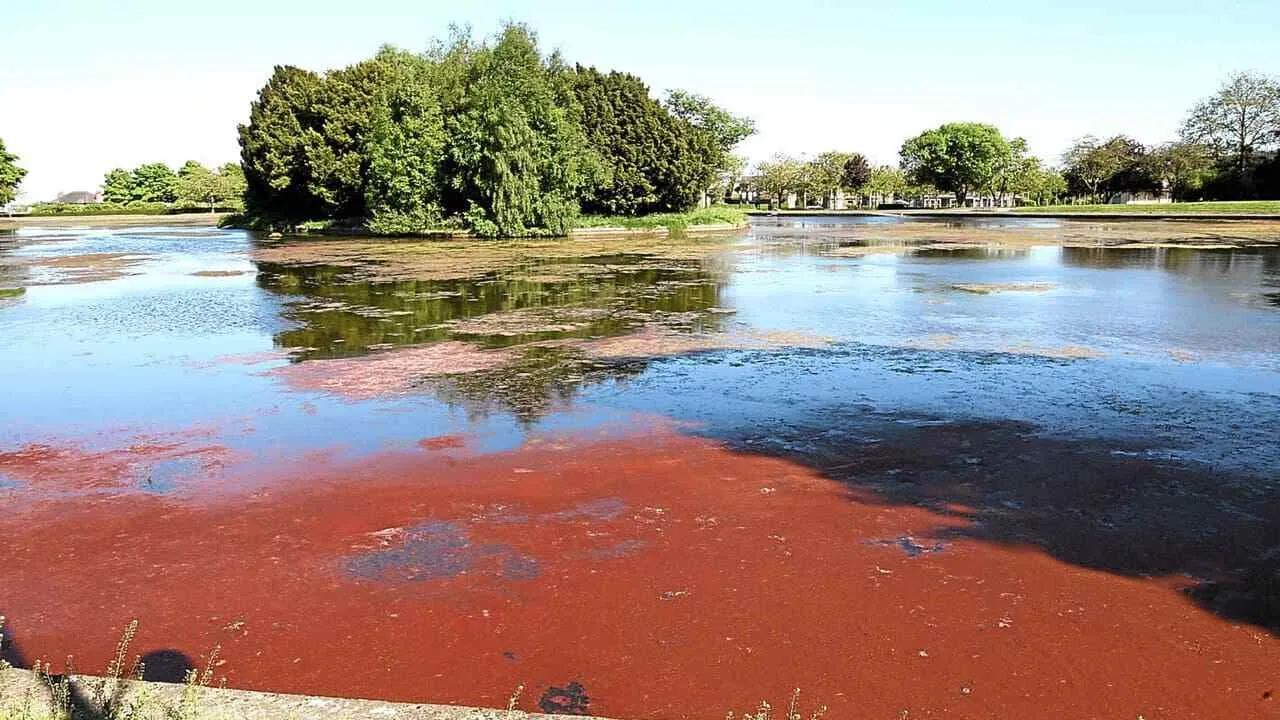 Unraveling the Mystery of Red Algae in Pond: Things to Know