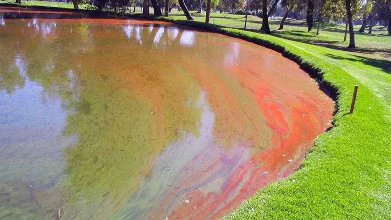 Unraveling the Mystery of Red Algae in Pond: Things to Know