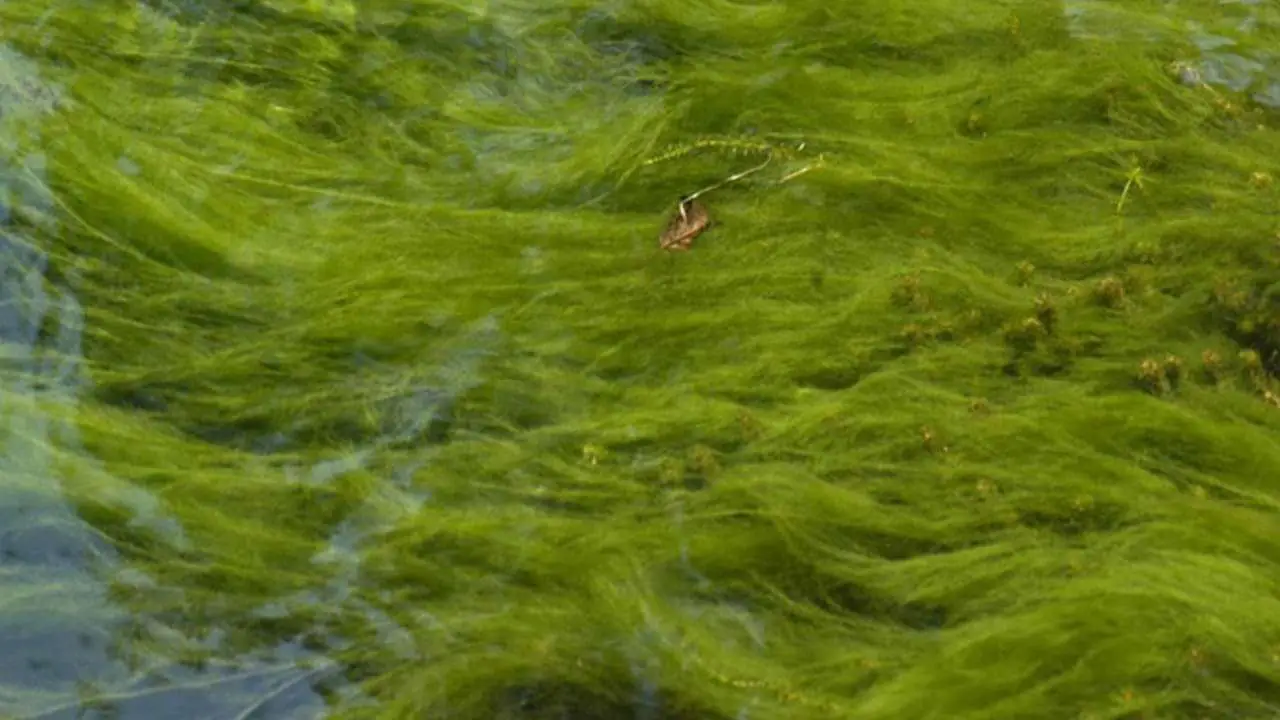 String Algae in Pond