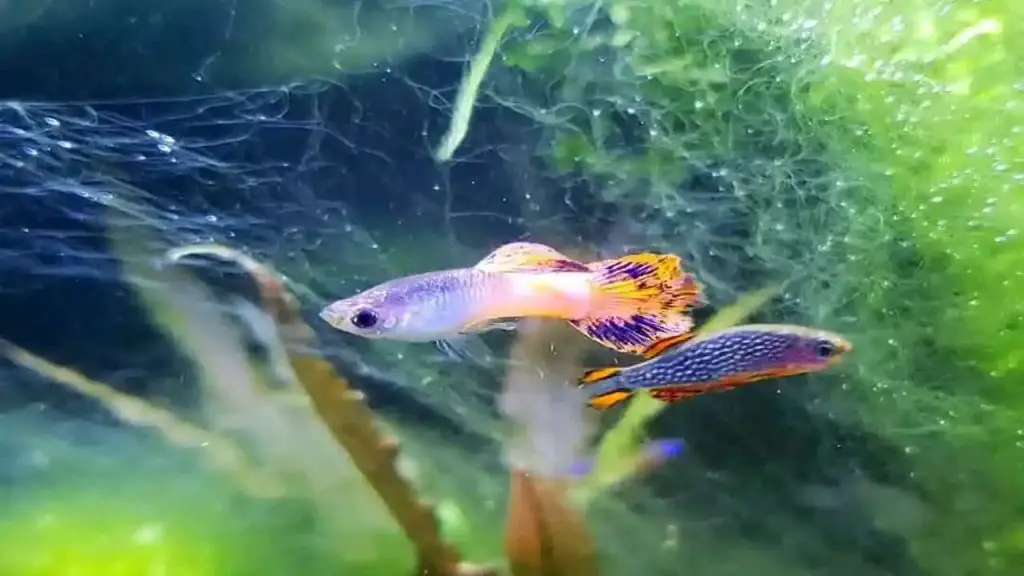  Algae Consumption by Guppies 
