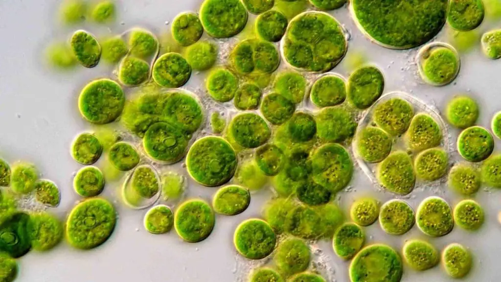 Algae’s Role in Pond Ecosystem
