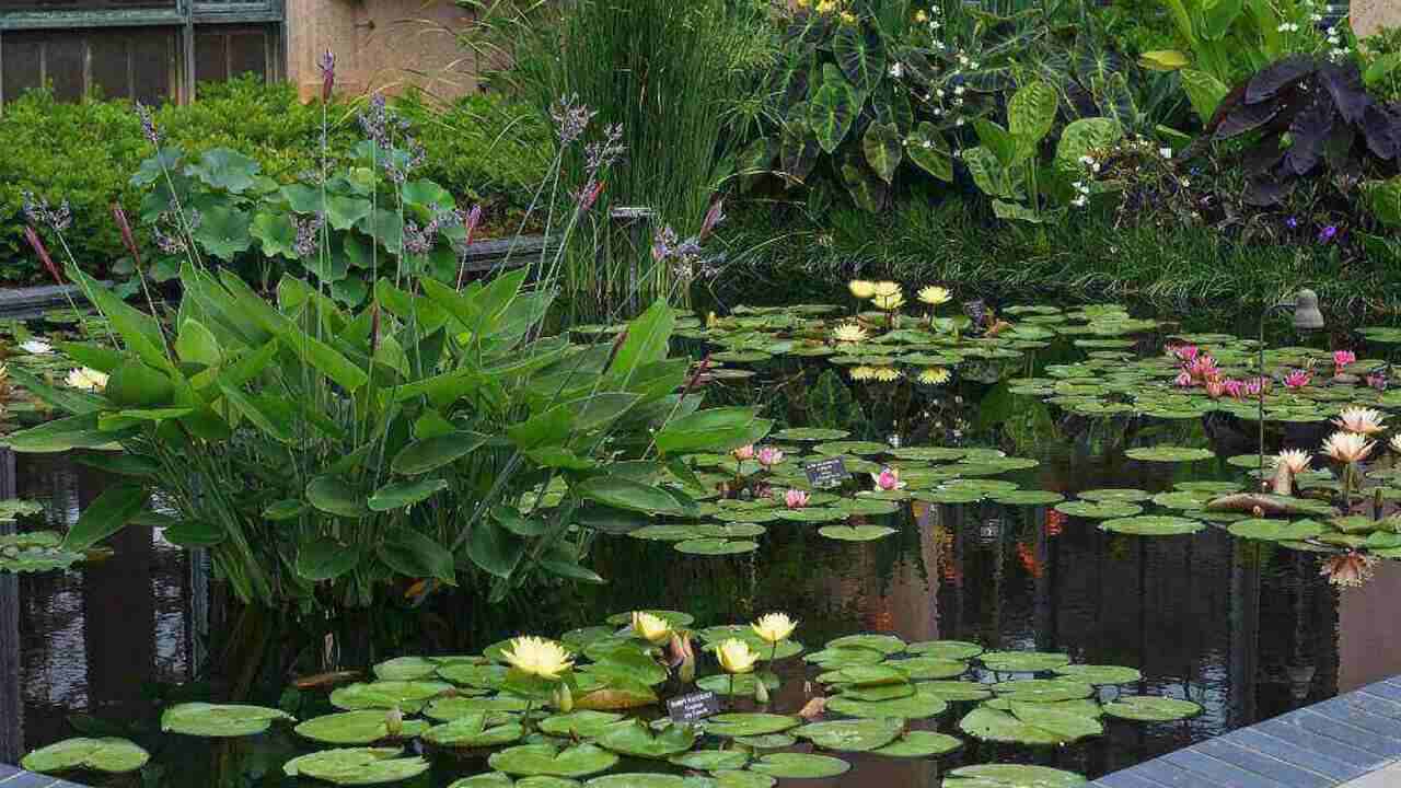 Using Baking Soda to Control Pond Algae: A Natural Solution
