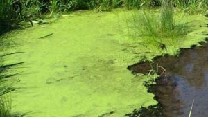 Blue Green Algae in Pond