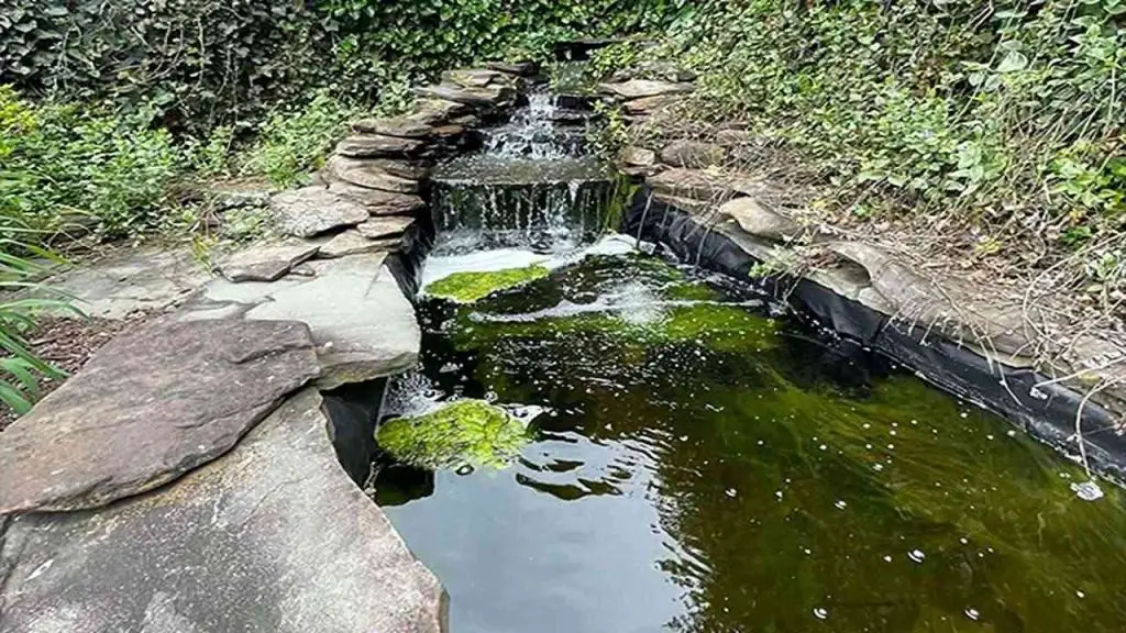 Algae Management Plan