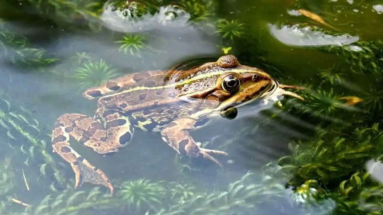 Do Frogs Eat Algae