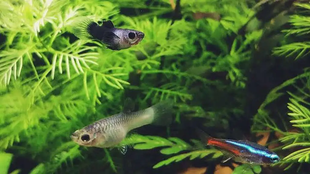 Expanding Guppy Habitats 