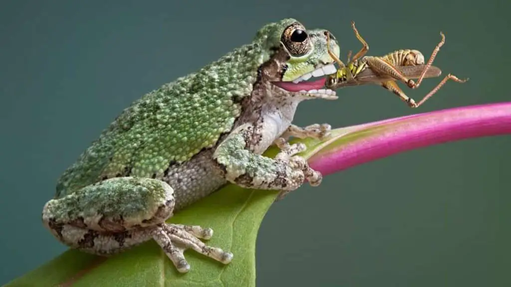 Dietary Habits of Frogs