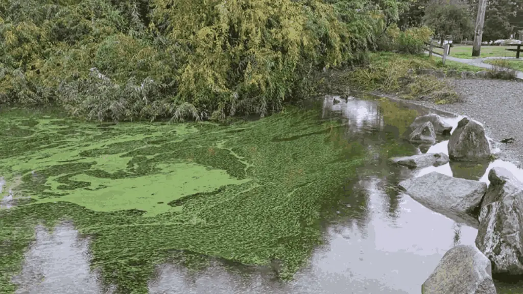Algae Control