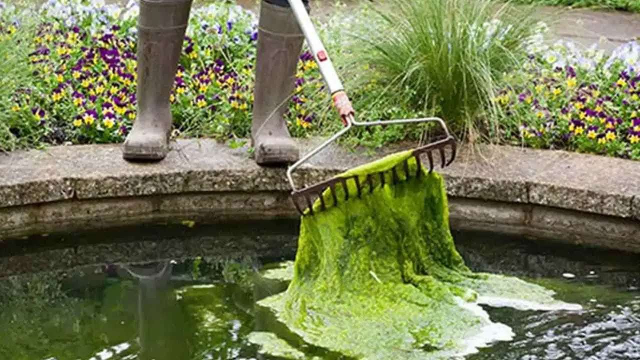 Pond Rake For Algae