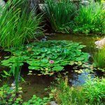 The Best Pond Plants For Algae Control