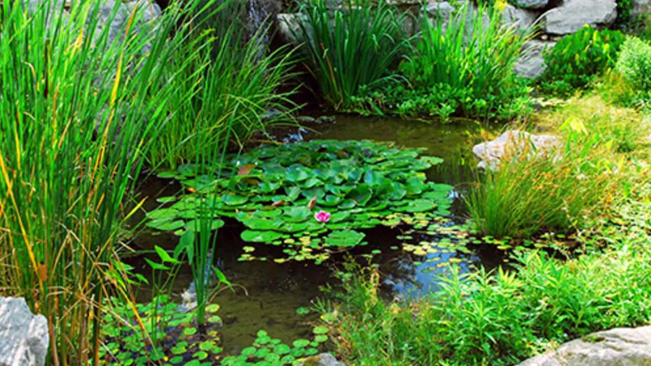 The Best Pond Plants For Algae Control