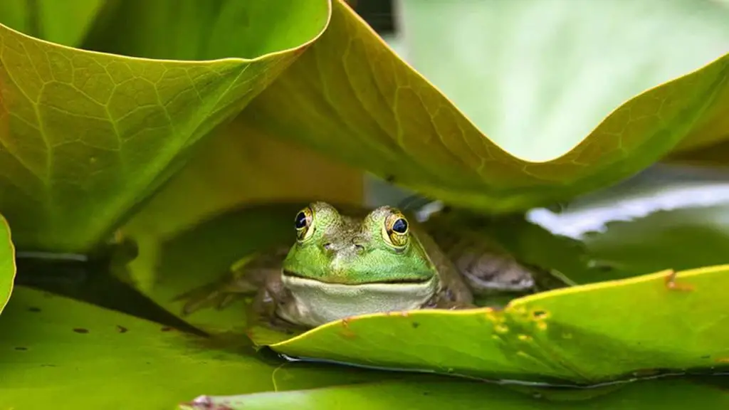 The Ecological Significance of Frogs
