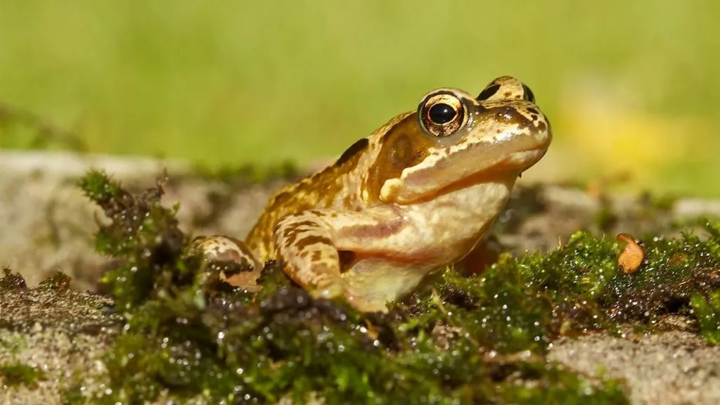frog on pond