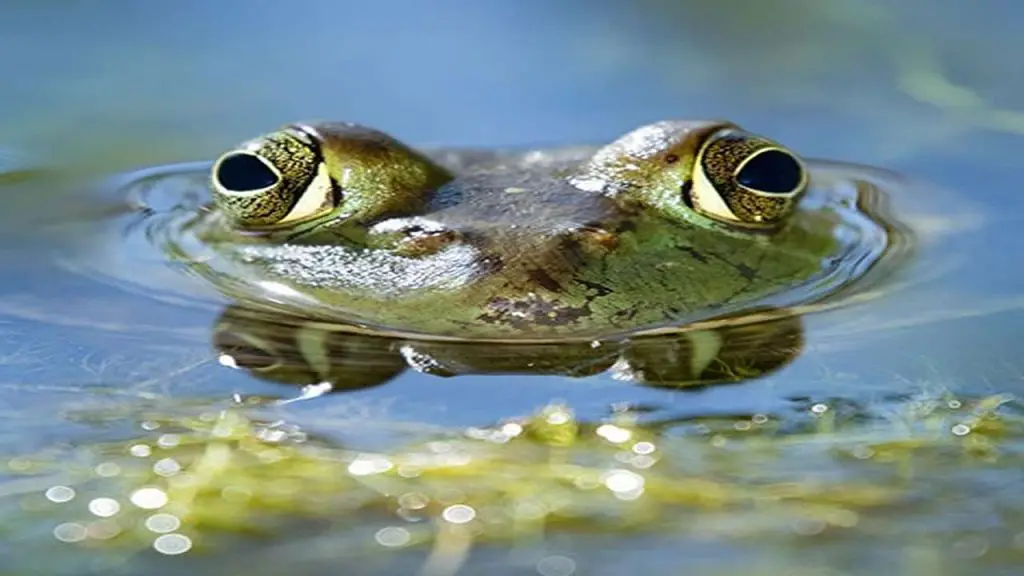 frog