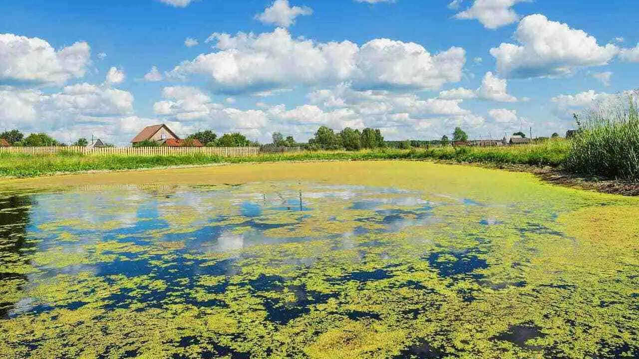 Does Vinegar Kill Algae In Ponds The Effectiveness Of Vinegar
