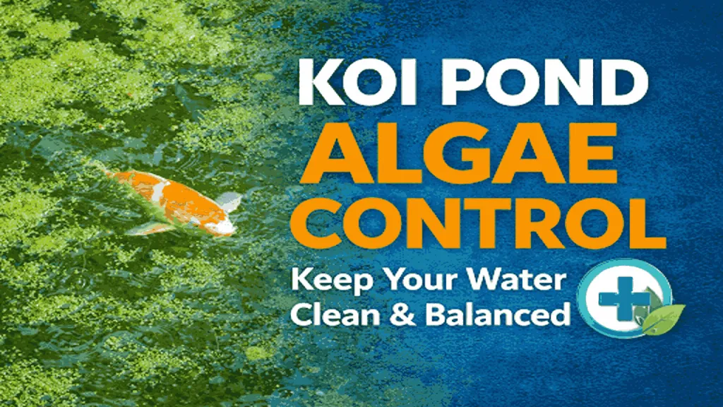 pond algae