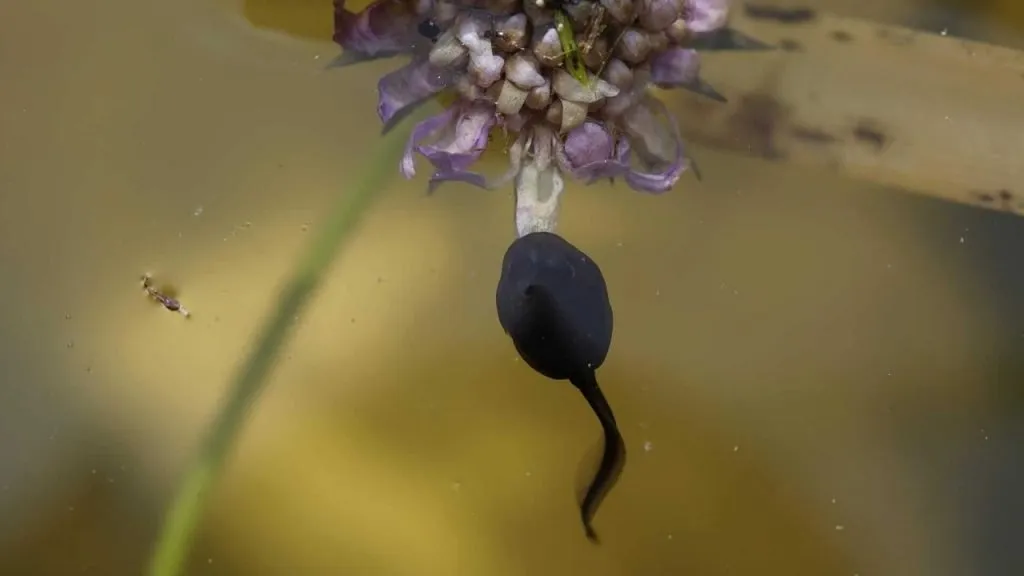 tadpole eating