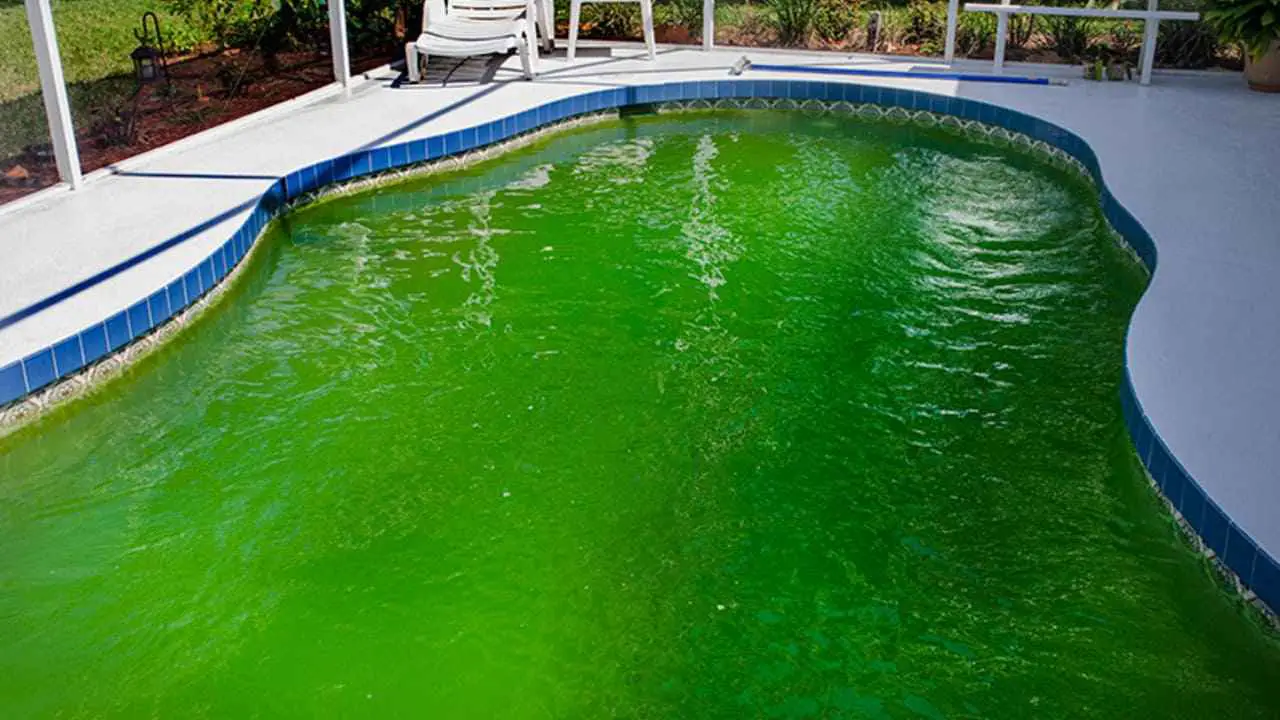 Algae in Saltwater Pool: Understanding Algae Types and Their Effects on Saltwater Pools